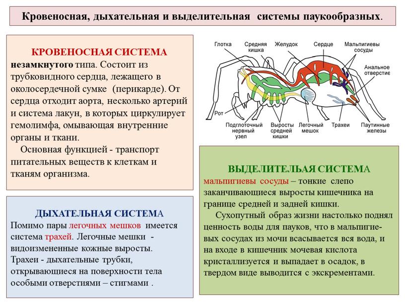 Кровеносная, дыхательная и выделительная системы паукообразных