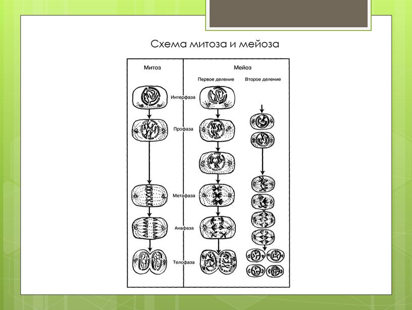 Схема митоза и мейоза