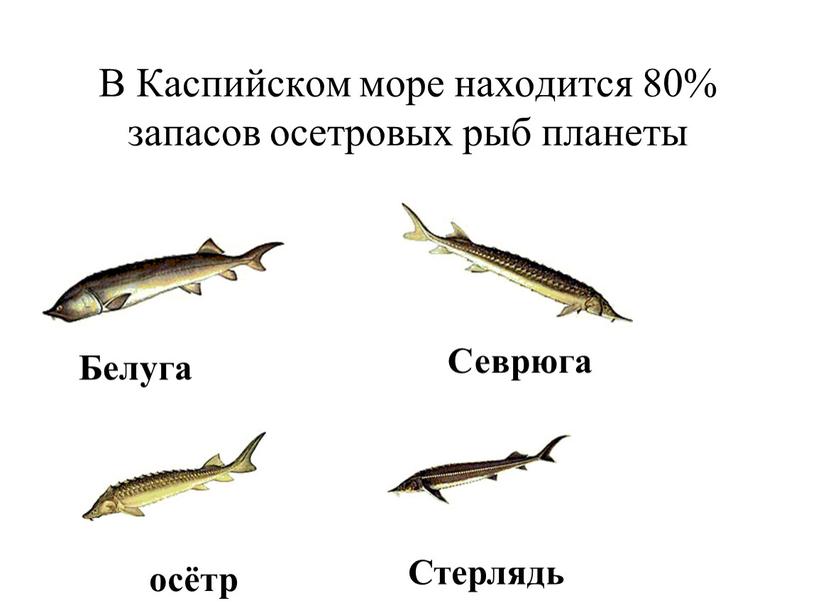 В Каспийском море находится 80% запасов осетровых рыб планеты