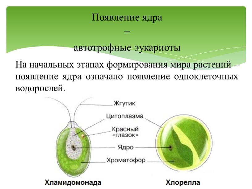 Появление ядра = автотрофные эукариоты