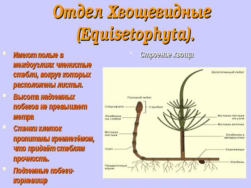 Высшие споровые растения