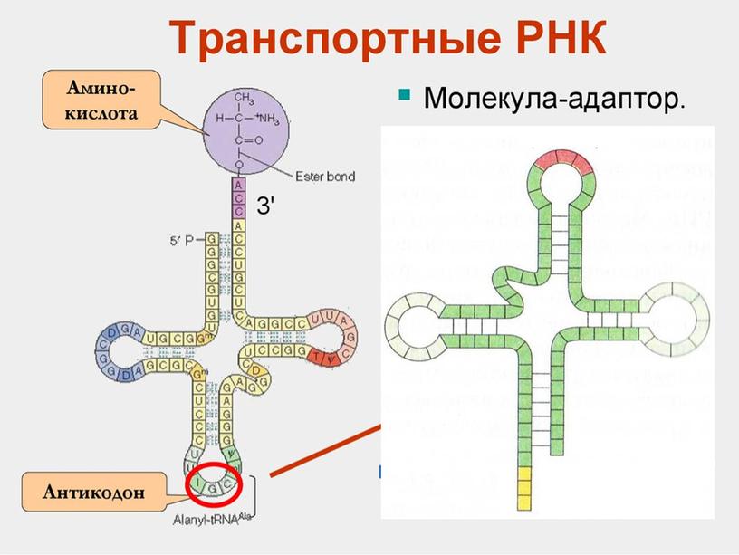 Разбор демо-версии ЕГЭ по биологии