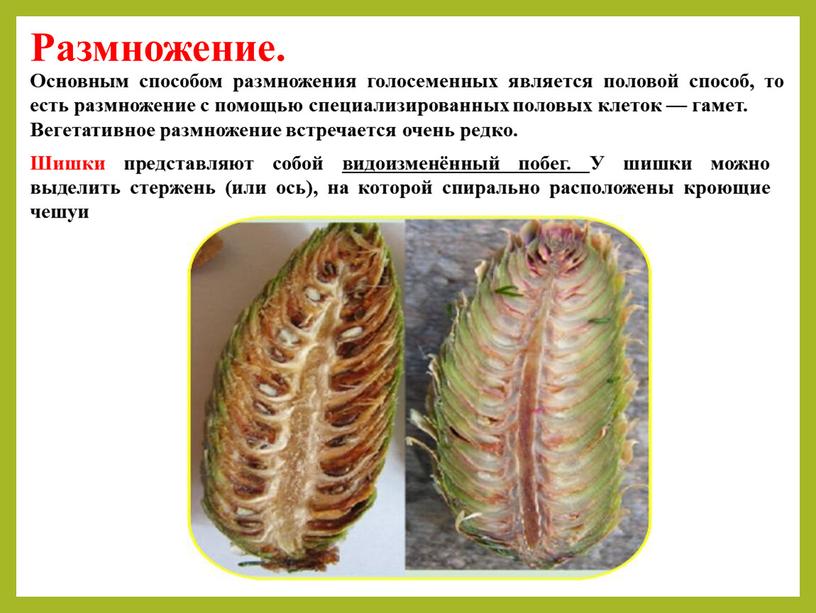 Размножение. Основным способом размножения голосеменных является половой способ, то есть размножение с помощью специализированных половых клеток — гамет