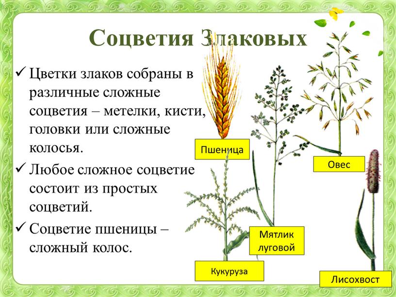 Соцветия Злаковых Цветки злаков собраны в различные сложные соцветия – метелки, кисти, головки или сложные колосья