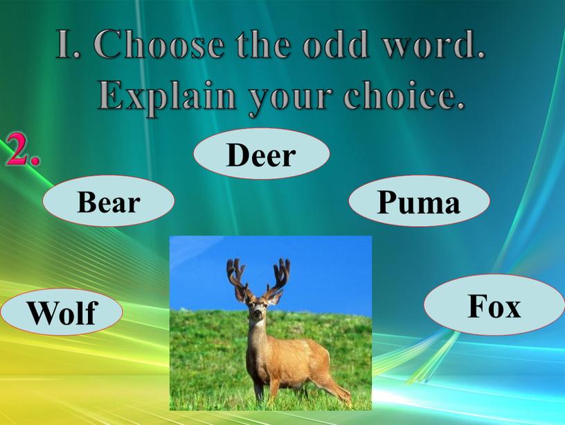 Bear Deer Puma Fox Wolf