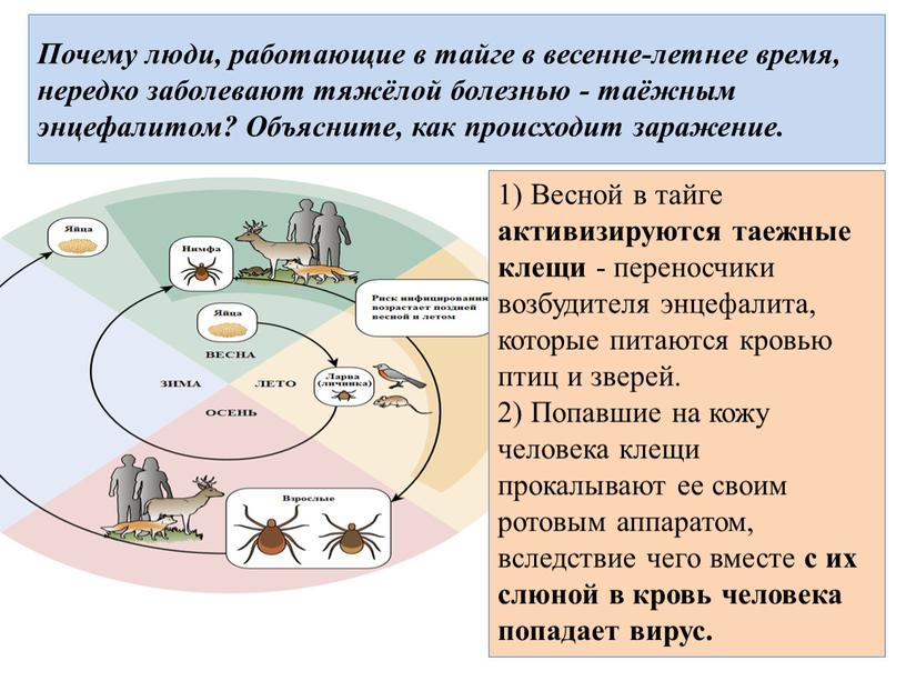 Почему люди, работающие в тайге в весенне-летнее время, нередко заболевают тяжёлой болезнью - таёжным энцефалитом?