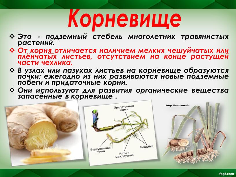 Это - подземный стебель многолетних травянистых растений