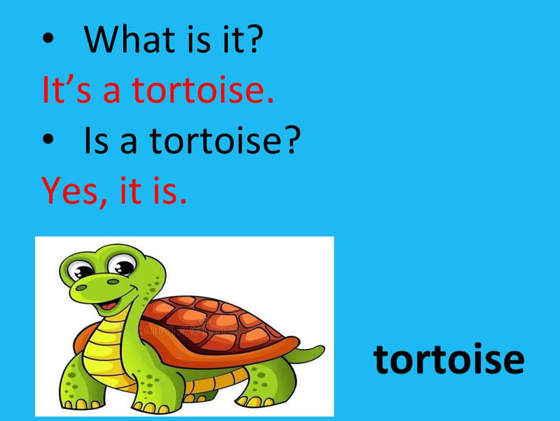 What is it? It’s a tortoise. Is a tortoise?