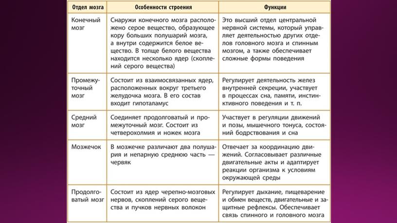 Строение и функции головного мозга