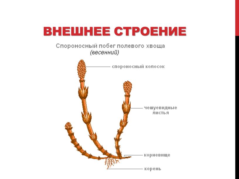 Внешнее строение