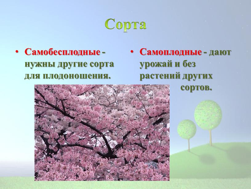 Сорта Самобесплодные - нужны другие сорта для плодоношения