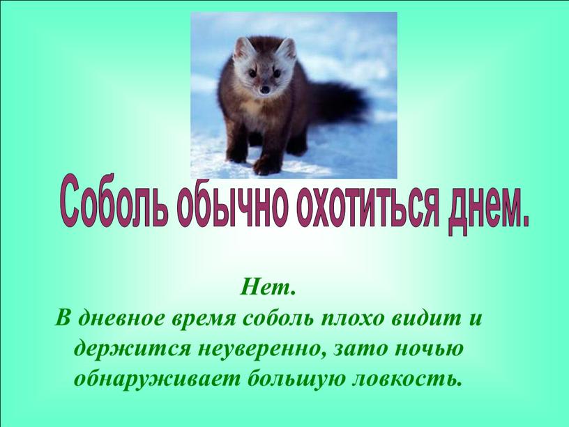 Нет. В дневное время соболь плохо видит и держится неуверенно, зато ночью обнаруживает большую ловкость