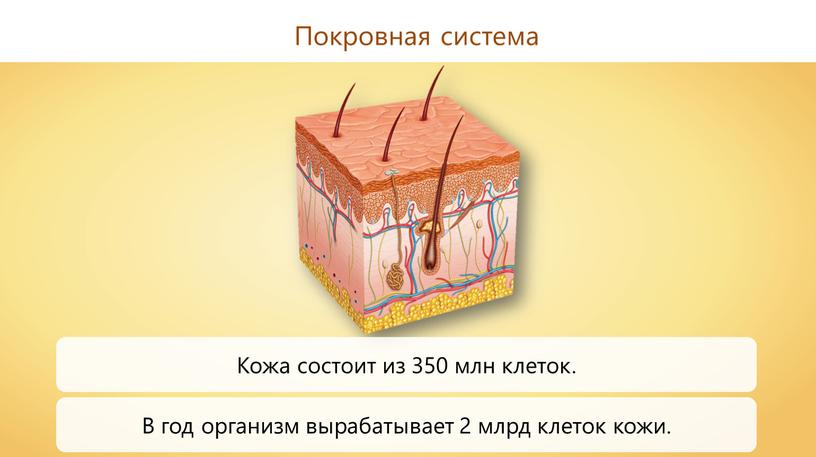 Покровная система Кожа состоит из 350 млн клеток