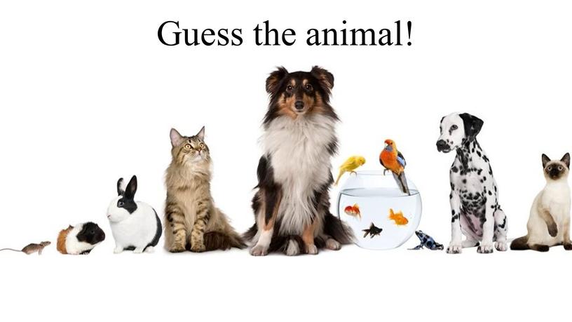 Guess the animal!