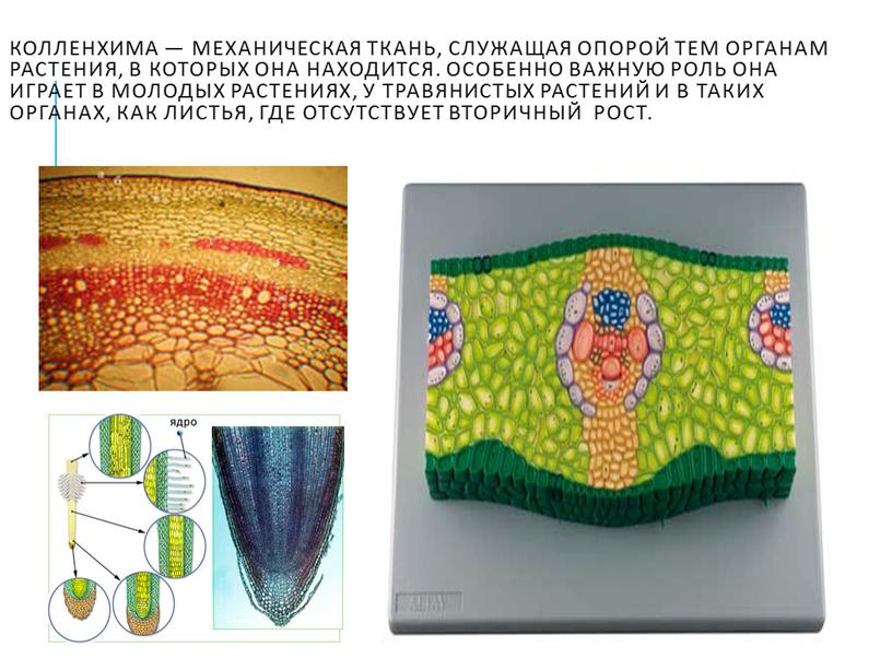 Колленхима — механическая ткань, служащая опорой тем органам растения, в которых она находится