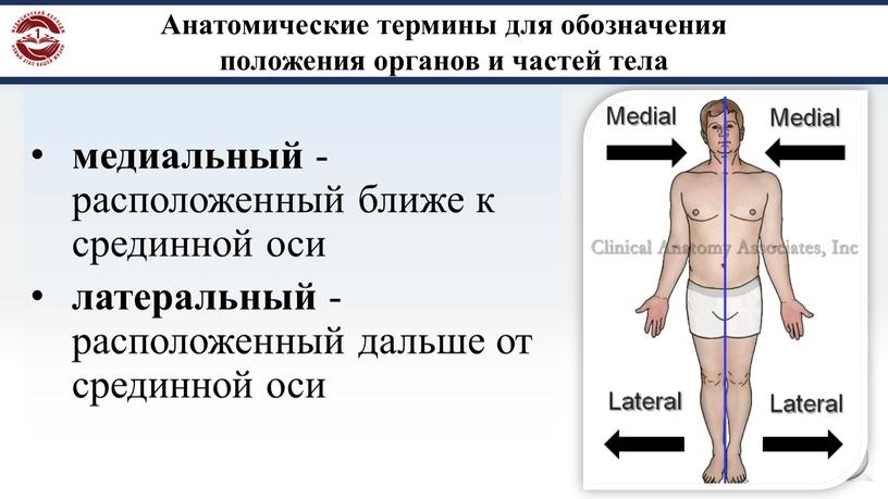 Анатомические термины для обозначения положения органов и частей тела медиальный - расположенный ближе к срединной оси латеральный - расположенный дальше от срединной оси