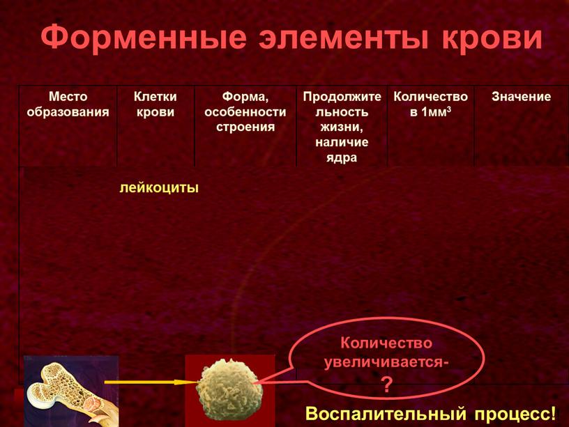 Форменные элементы крови Место образования