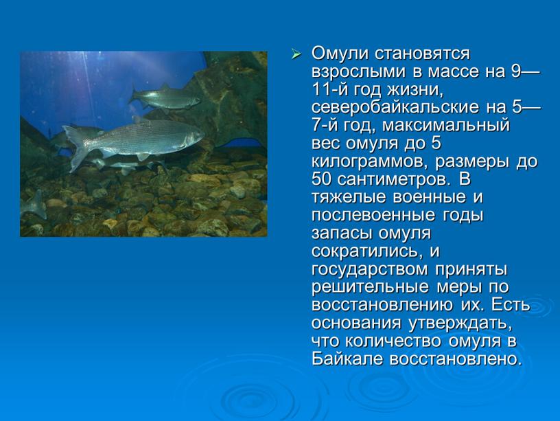 Омули становятся взрослыми в массе на 9—11-й год жизни, северобайкальские на 5—7-й год, максимальный вес омуля до 5 килограммов, размеры до 50 сантиметров