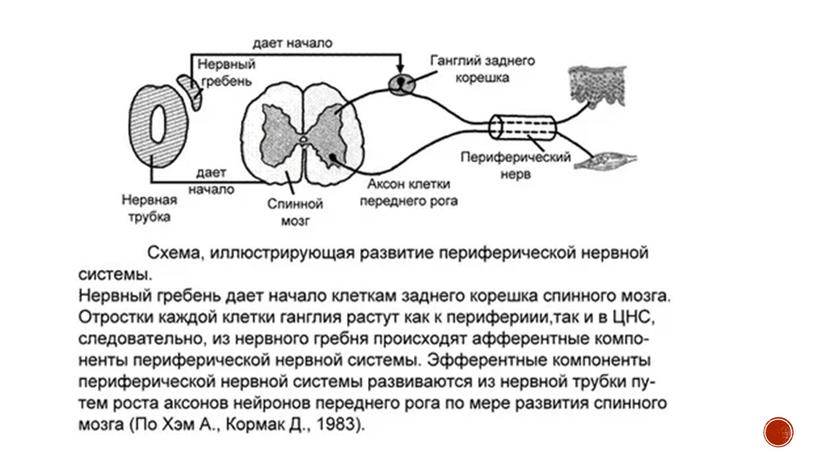 Нервная система позвоночных