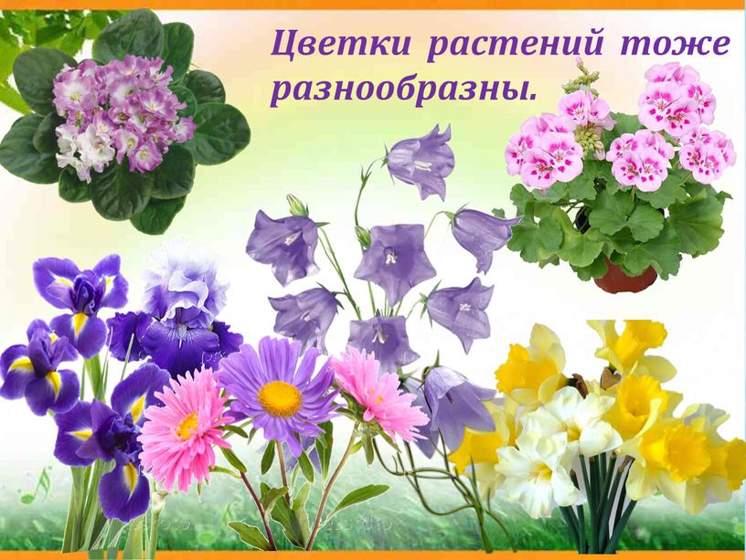 Цветки растений тоже разнообразны