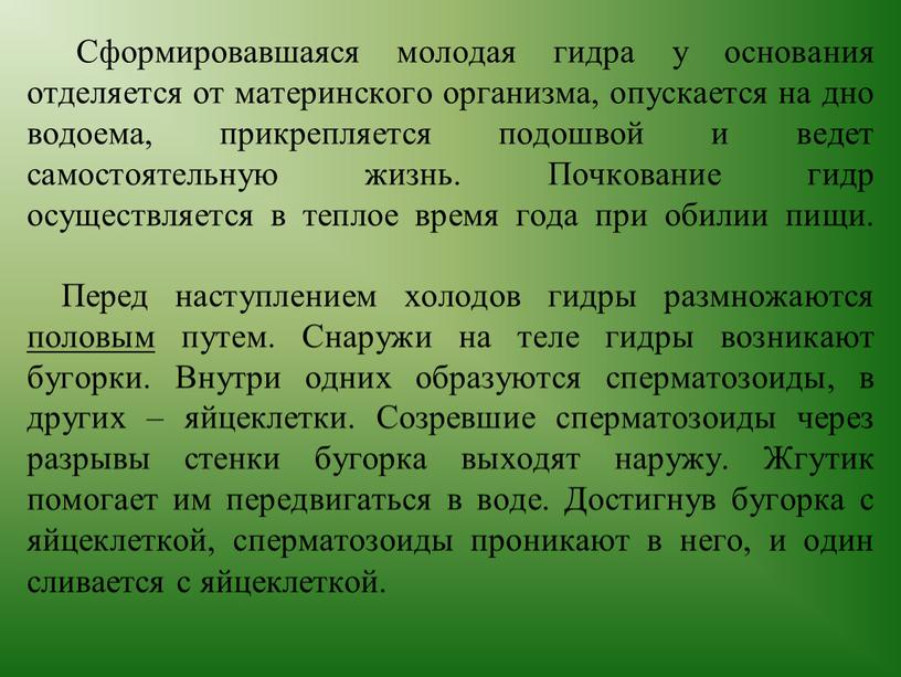 Сформировавшаяся молодая гидра у основания отделяется от материнского организма, опускается на дно водоема, прикрепляется подошвой и ведет самостоятельную жизнь