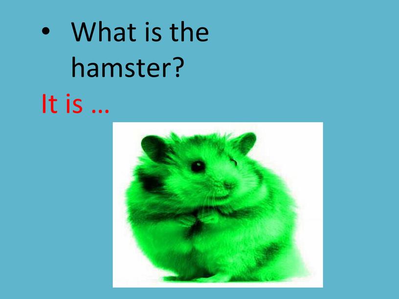 What is the hamster? It is …