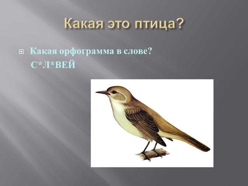 Какая это птица? Какая орфограмма в слове?