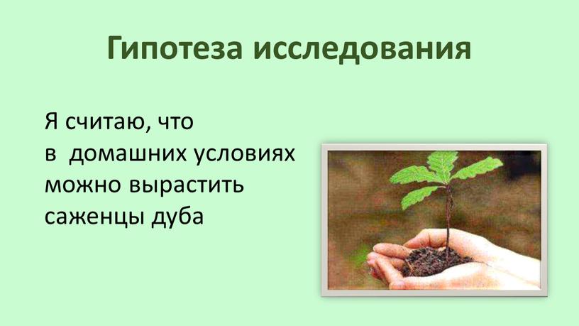 Гипотеза исследования Я считаю, что в домашних условиях можно вырастить саженцы дуба