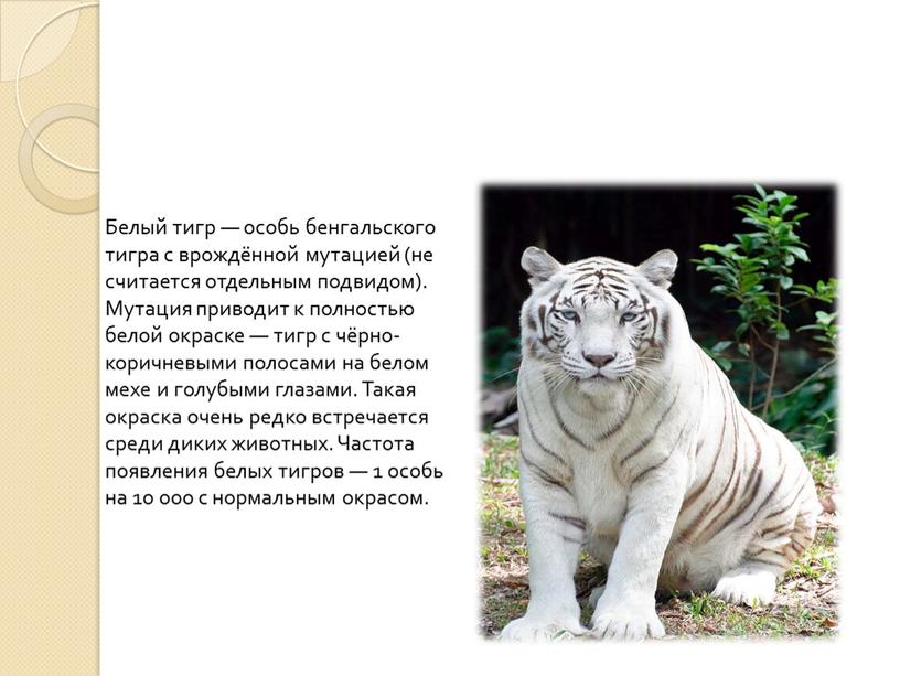 Белый тигр — особь бенгальского тигра с врождённой мутацией (не считается отдельным подвидом)