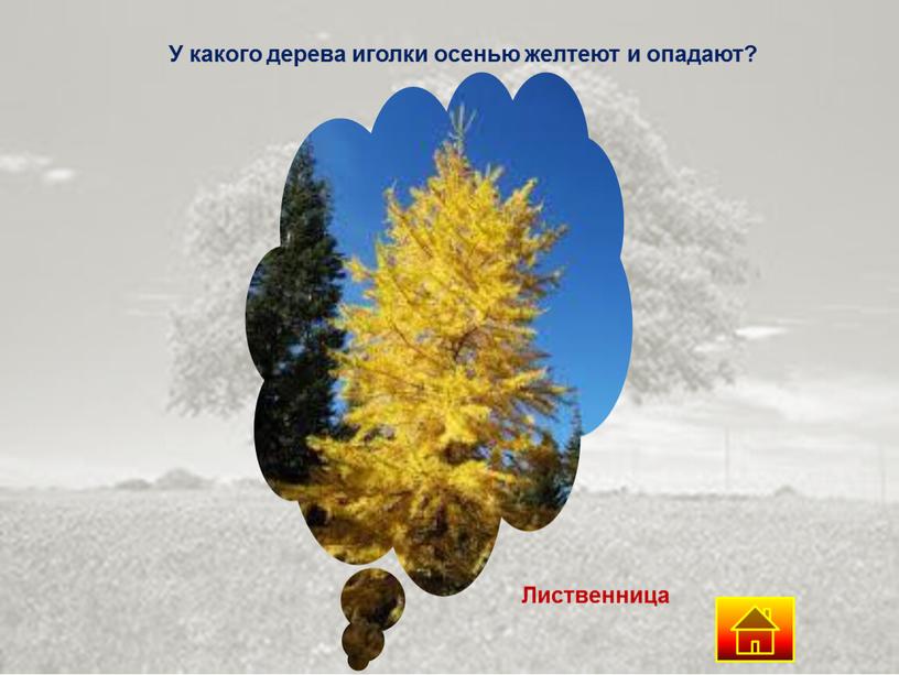 У какого дерева иголки осенью желтеют и опадают?