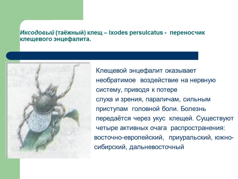 Иксодовый (таёжный) клещ – Ixodes persulcatus - переносчик клещевого энцефалита