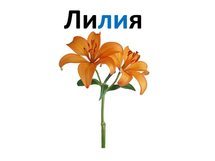 Лилия