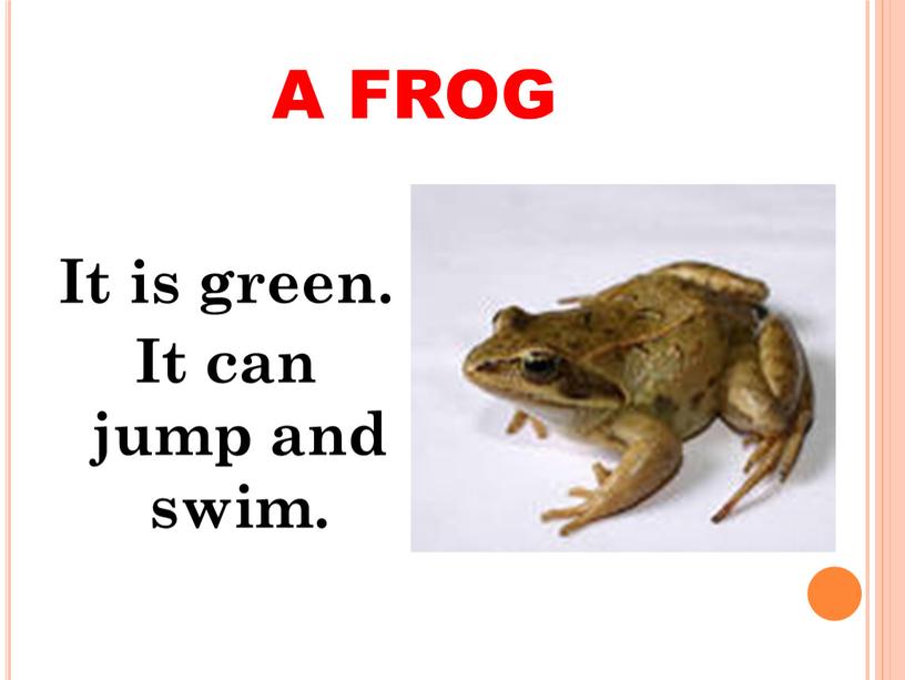 A FROG It is green. It can jump and swim