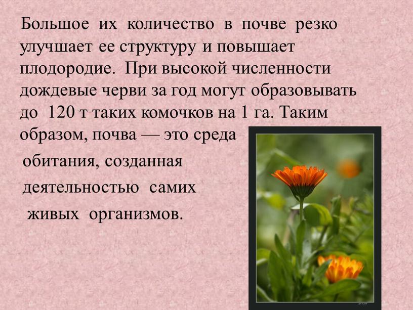 Большое их количество в почве резко улучшает ее структуру и повышает плодородие