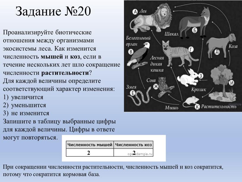 Задание №20 Проанализируйте биотические отношения между организмами экосистемы леса