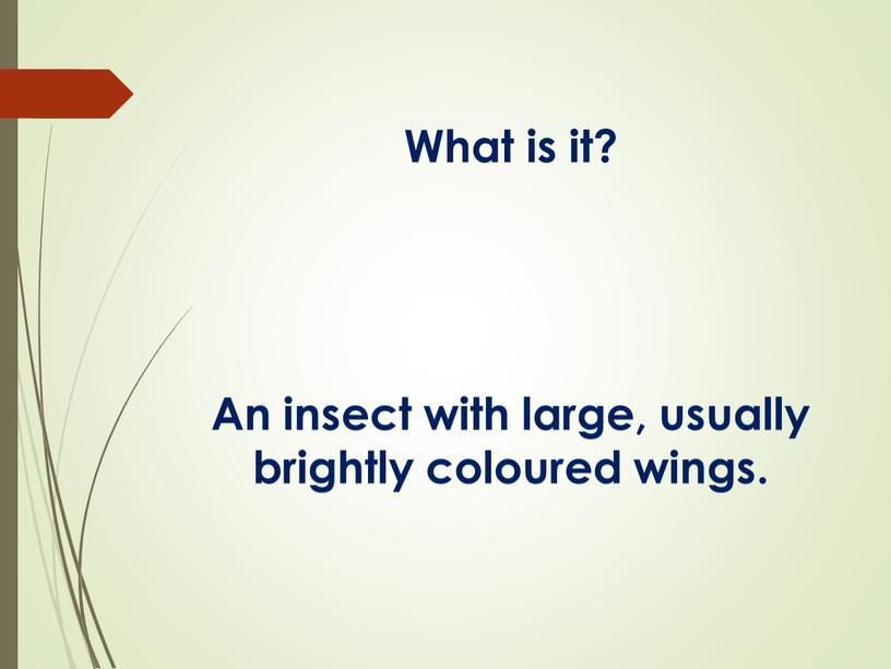 What is it? An insect with large, usually brightly coloured wings