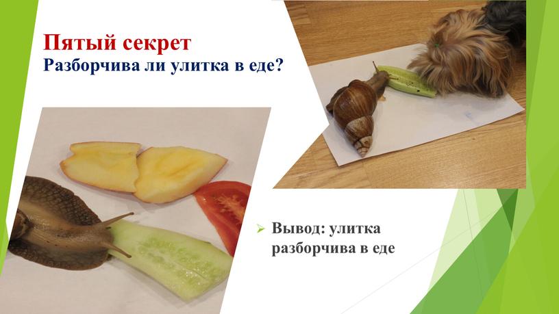 Пятый секрет Разборчива ли улитка в еде?