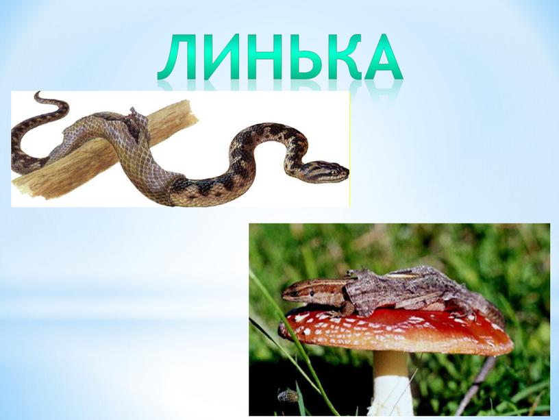 Линька