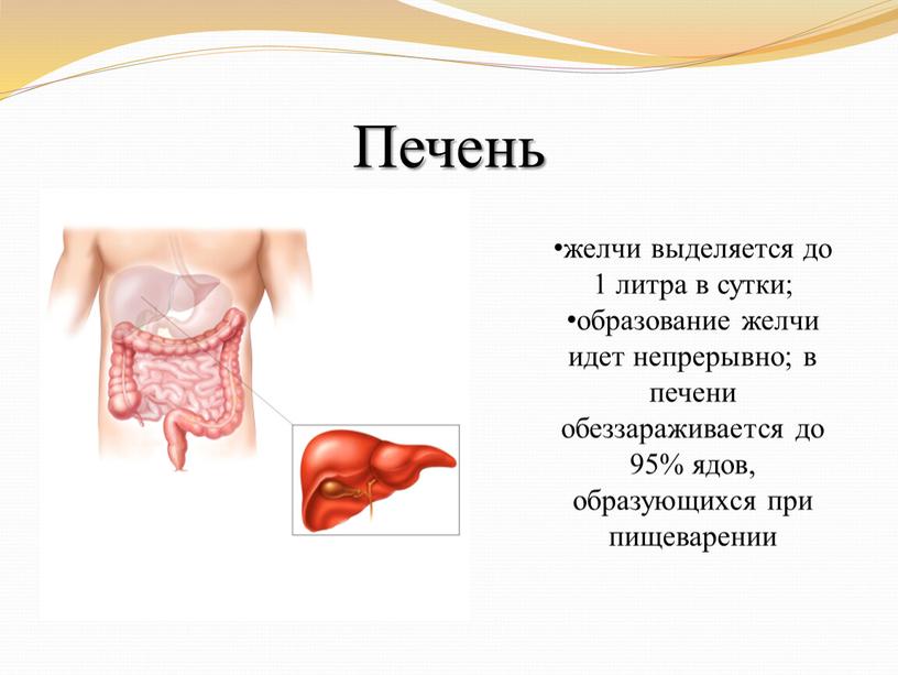 Печень желчи выделяется до 1 литра в сутки; образование желчи идет непрерывно; в печени обеззараживается до 95% ядов, образующихся при пищеварении