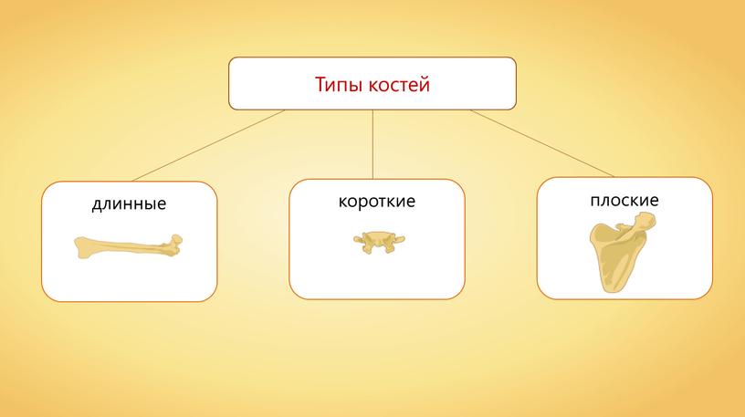 Типы костей