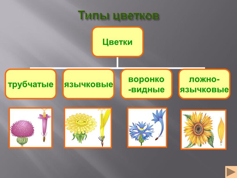 Типы цветков