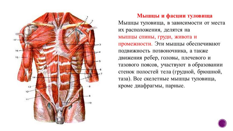 Мышцы и фасции туловища Мышцы туловища, в зависимости от места их расположения, делятся на мышцы спины, груди, живота и промежности