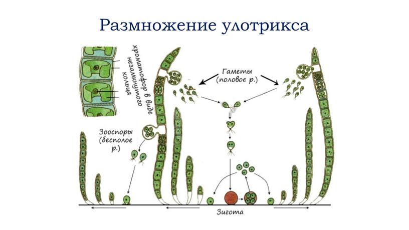 Размножение улотрикса