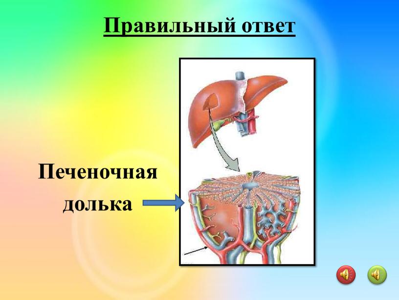 Печеночная долька Правильный ответ