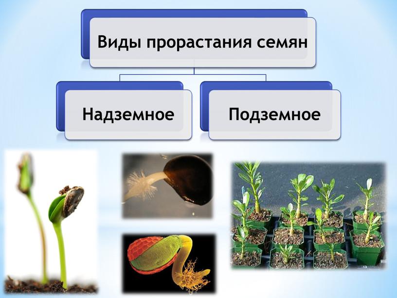 Условия прорастания семян растений, 6 класс, биология