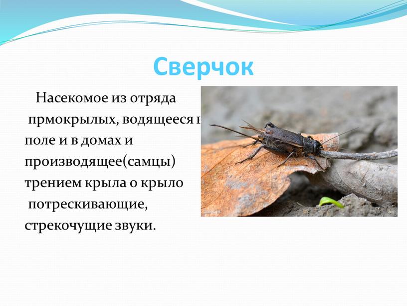 Сверчок Насекомое из отряда прмокрылых, водящееся в поле и в домах и производящее(самцы) трением крыла о крыло потрескивающие, стрекочущие звуки