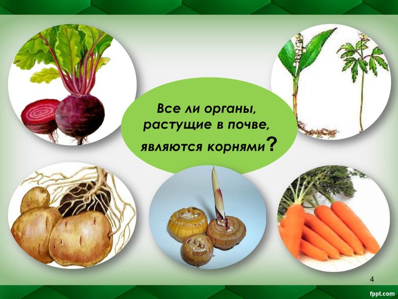 Все ли органы, растущие в почве, являются корнями ?