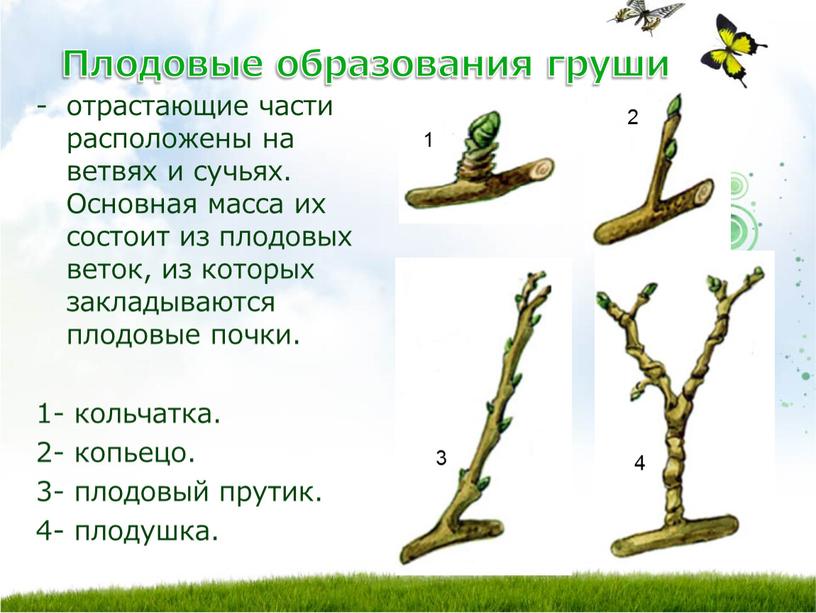 Плодовые образования груши отрастающие части расположены на ветвях и сучьях