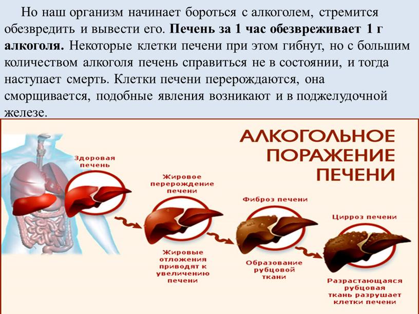 Но наш организм начинает бороться с алкоголем, стремится обезвредить и вывести его