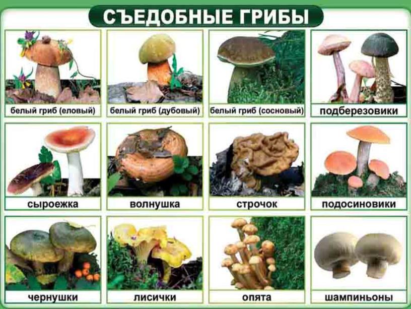 «Многообразие и значение грибов»